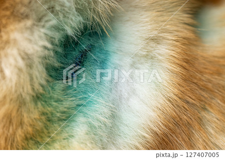 treated wounds on a dog treated wounds on a dog 127407005