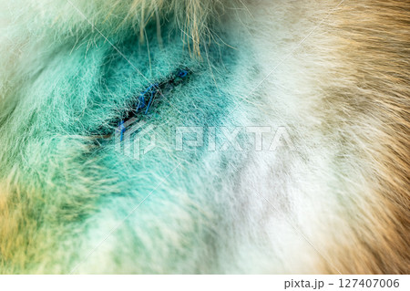 treated wounds on a dog treated wounds on a dog 127407006