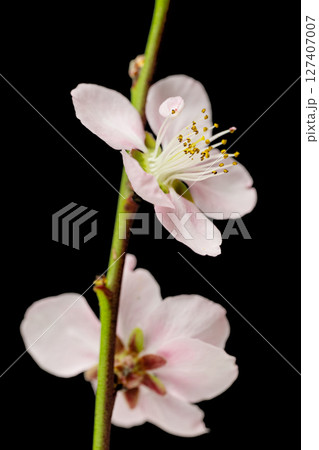 sakura flowers sakura flowers 127407007