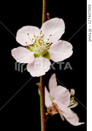 sakura flowers 127407008