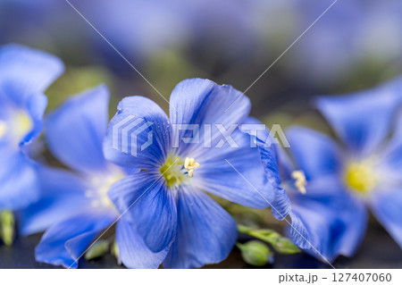 flax flowers flax flowers 127407060