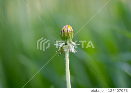 dandelion flower in the meadow 127407078