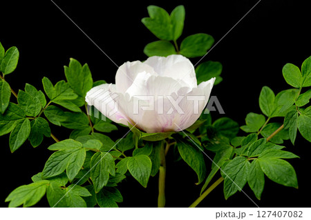 peony peony 127407082