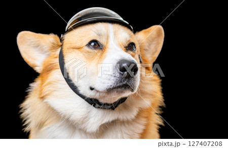 welsh corgi on black background welsh corgi on black background 127407208