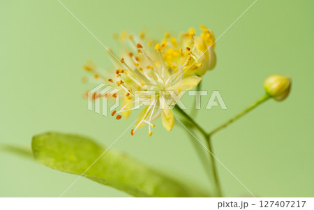 Linden flowers close-up Linden flowers close-up 127407217