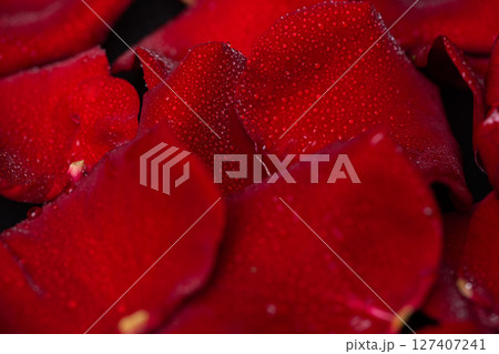 dark red rose petals 127407241
