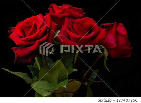 beautiful dark red rose 127407250