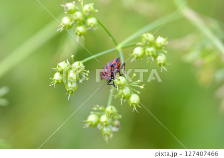 アカスジカメムシ アカスジカメムシ 127407466
