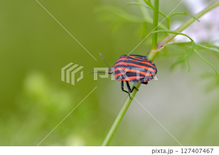 アカスジカメムシ アカスジカメムシ 127407467