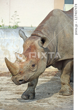 クロサイ クロサイ 127407474