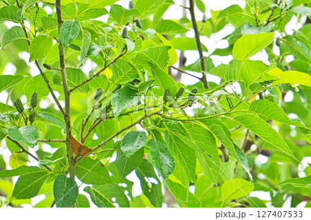 雨降りの中の緑色の小さな緑色のハンノキの実(夏、六月) 雨降りの中の緑色の小さな緑色のハンノキの実(夏、六月) 127407533
