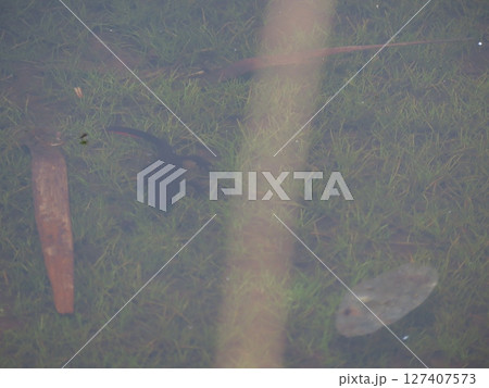 浅い水面を泳ぐ1匹のアカハライモリ 127407573