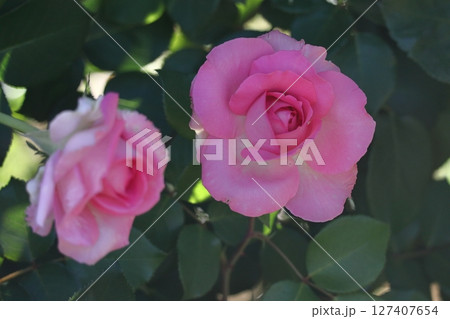 花の女王 127407654