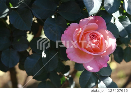 花の女王 127407656