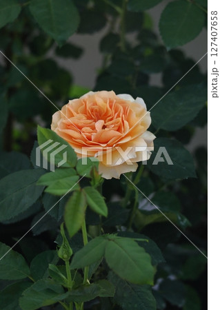 花の女王 127407658