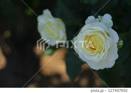 花の女王 花の女王 127407692