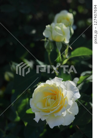 花の女王 花の女王 127407694