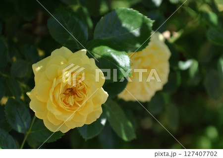 花の女王 127407702