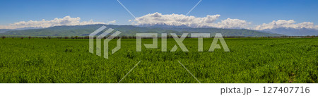 Panoramic grassy field with mountains in background during daytime 127407716