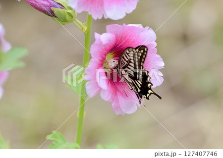 アゲハ蝶 127407746