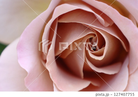 花の女王 127407755