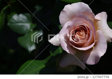 花の女王 花の女王 127407756