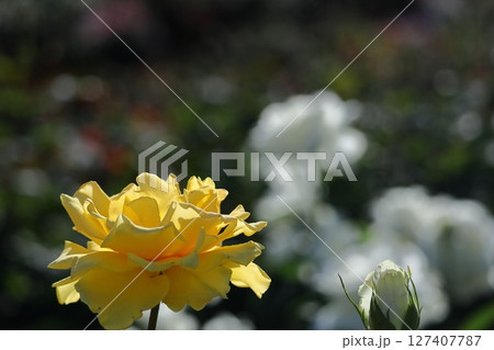 花の女王 127407787