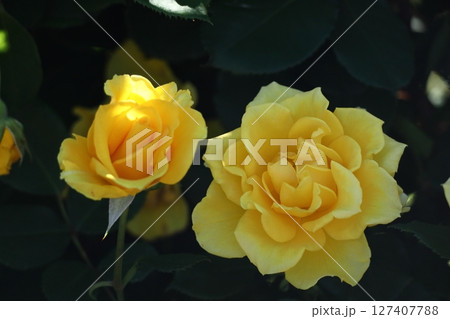 花の女王 127407788