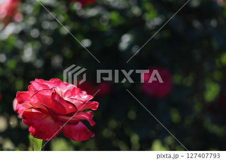 花の女王 127407793