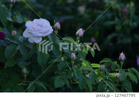 花の女王 花の女王 127407795