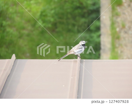建物の屋根にとまる鳥のハクセキレイ 127407928