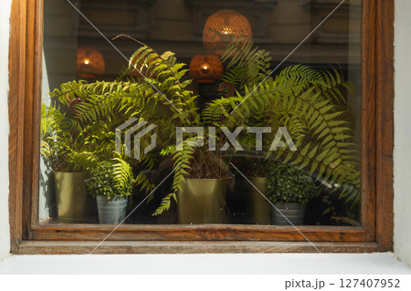 Potted Ferns Behind a Window Glass in Urban Cafe 127407952