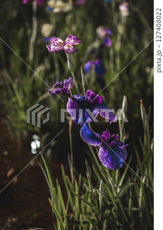 縦構図の水辺に咲くアヤメ 127408022