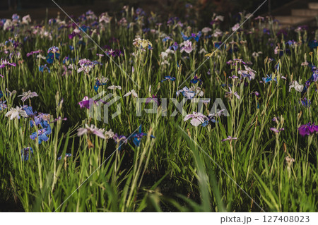 横構図の水辺に咲く複数のアヤメ 127408023