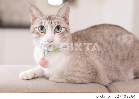 カメラ目線の猫(ふせ) カメラ目線の猫(ふせ) 127408264