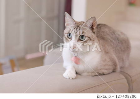どこかを見つめる猫の姿 どこかを見つめる猫の姿 127408280
