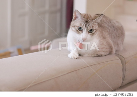 どこかを見つめる猫の姿 127408282