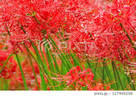 ヒガンバナ（新潟県） 127408298