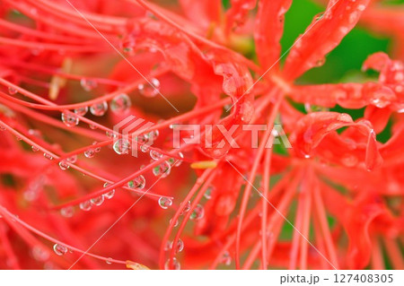 ヒガンバナ（新潟県） 127408305