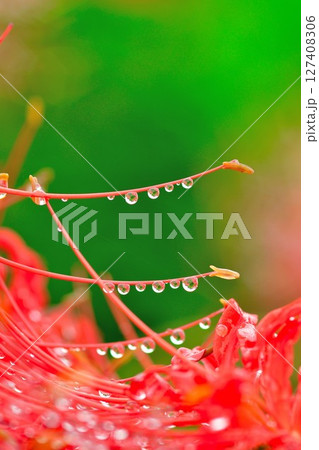 ヒガンバナ（新潟県） 127408306