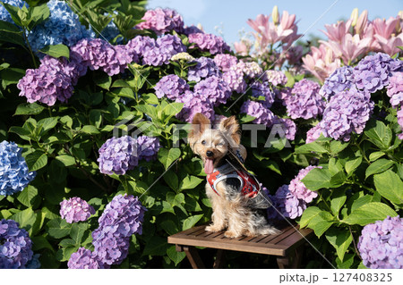 紫陽花と笑うヨークシャテリア 紫陽花と笑うヨークシャテリア 127408325
