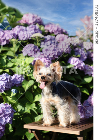 紫陽花と笑うヨークシャテリア 127408331