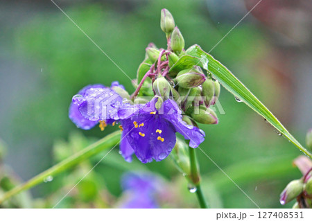 雨の中のムラサキツユクサの花と蕾（夏、六月） 127408531