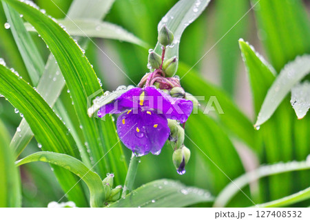 雨の中のムラサキツユクサの花と蕾（夏、六月） 127408532