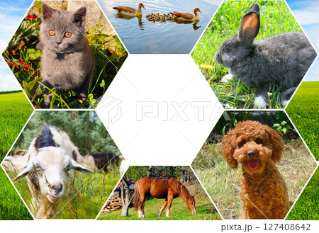 Portraits of pets. Free space for text. Collage. Mosaic pattern. 127408642