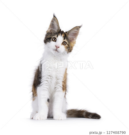 Maine Coon cat kitten on white background 127408790