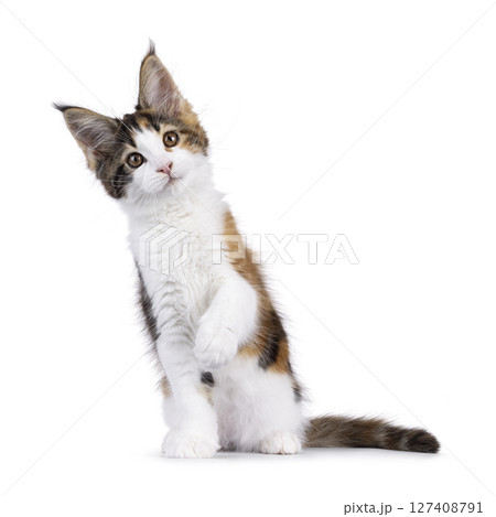Maine Coon cat kitten on white background Maine Coon cat kitten on white background 127408791