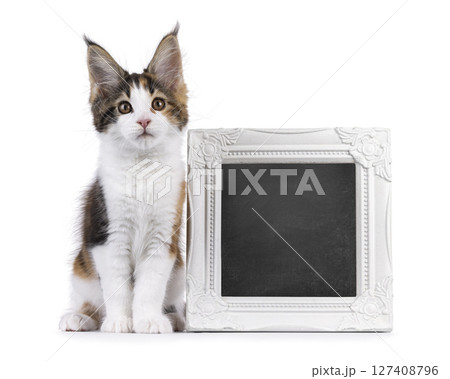 Maine Coon cat kitten on white background 127408796