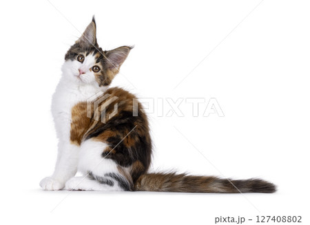 Maine Coon cat kitten on white background 127408802