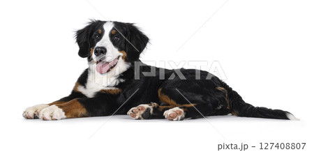 Berner Sennen dog on white background Berner Sennen dog on white background 127408807
